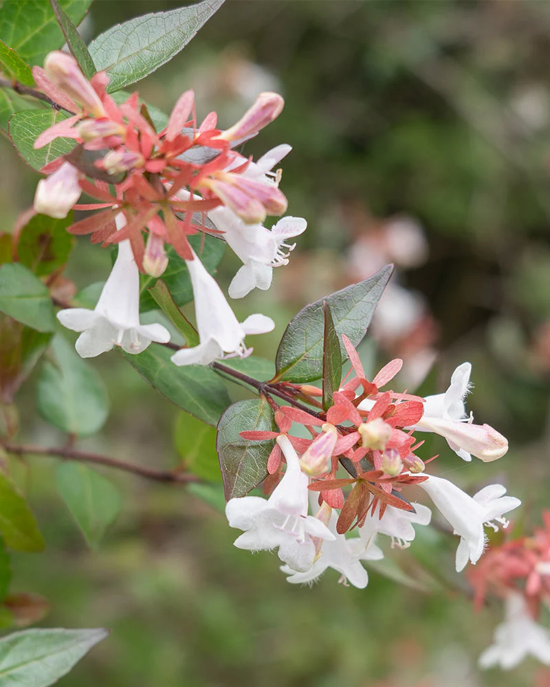 Abelia grandiflora - Image 2