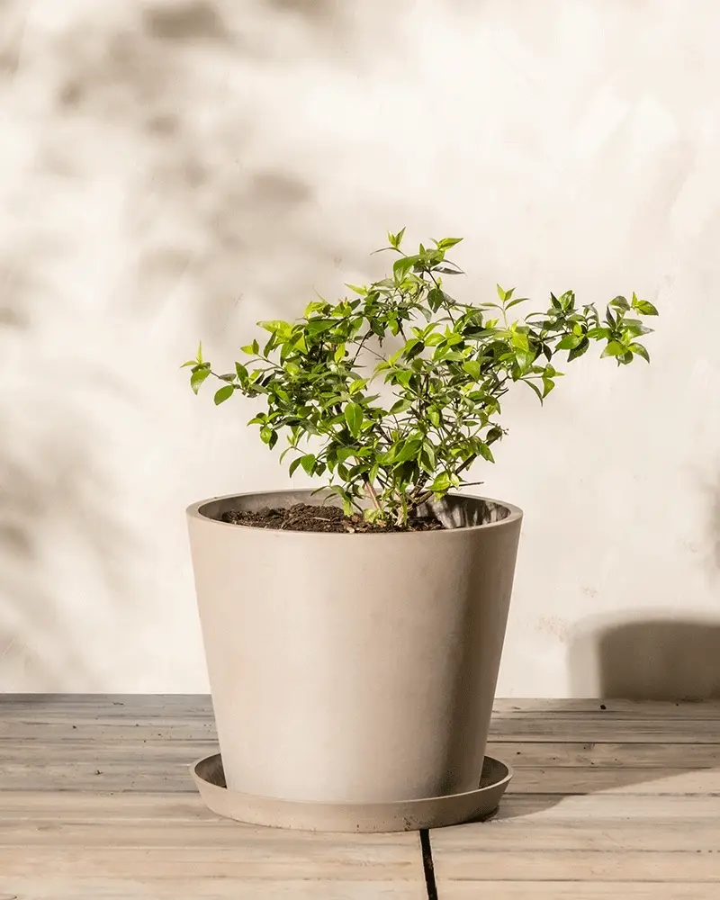 Abelia grandiflora - Image 6