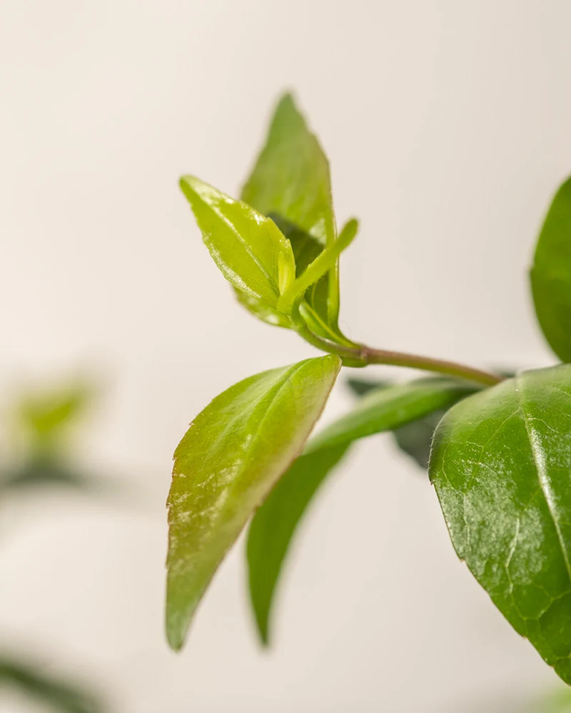 Abelia grandiflora - Image 8