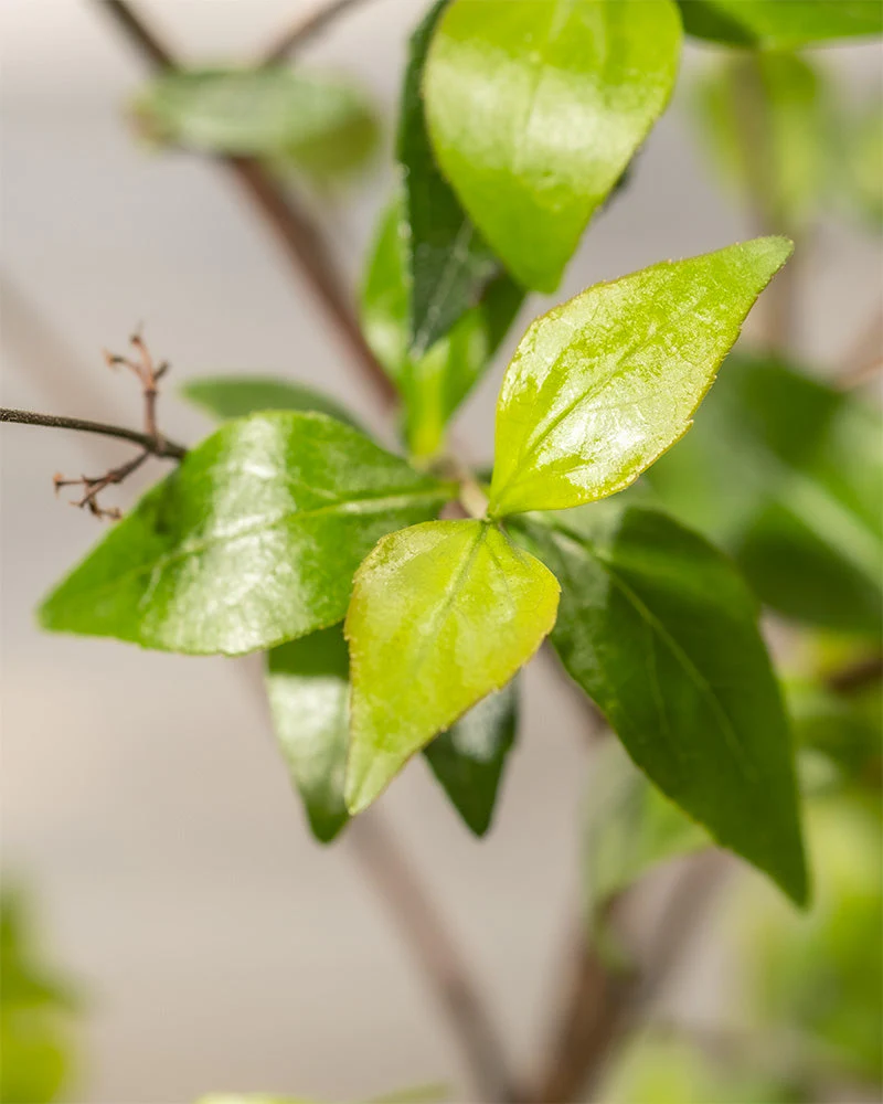 Abelia grandiflora - Image 9
