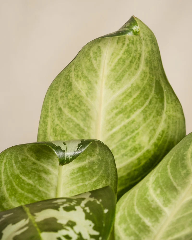 Aglaonema Amazon Silver - Image 10