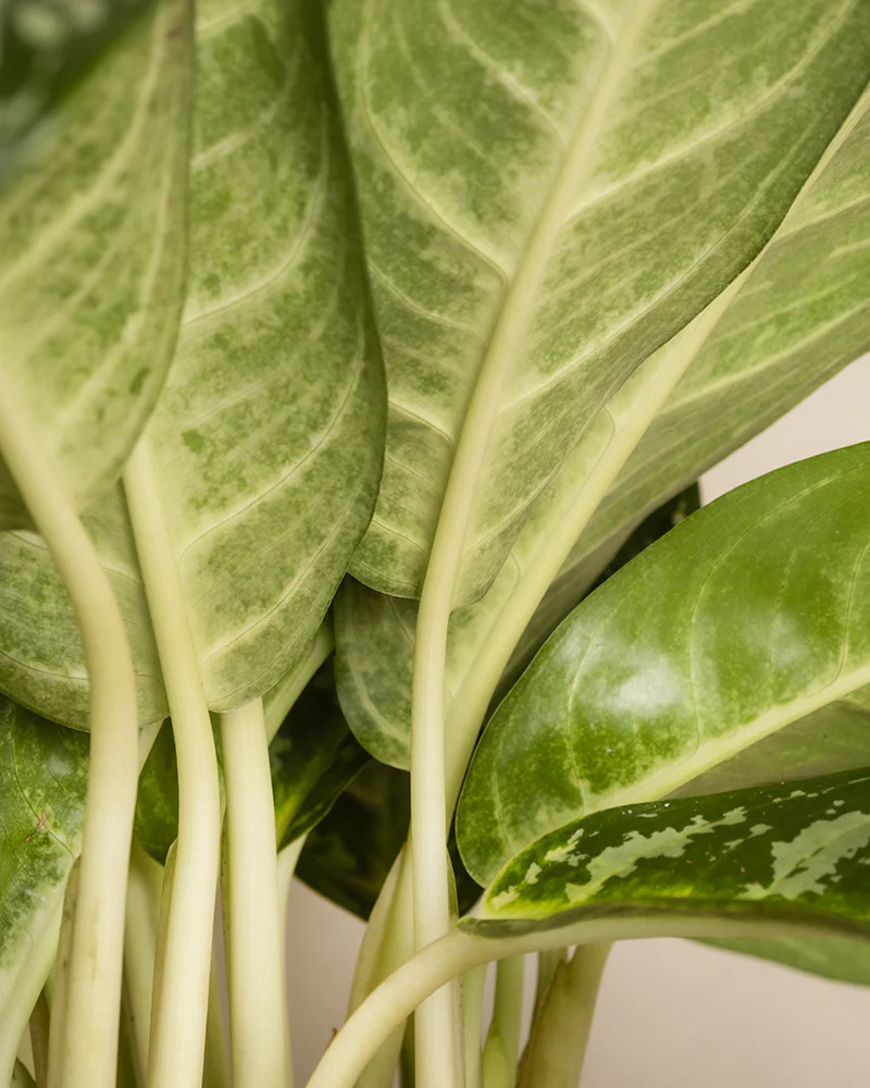 Aglaonema Amazon Silver - Image 11