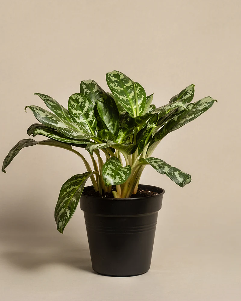 Aglaonema Amazon Silver - Image 3