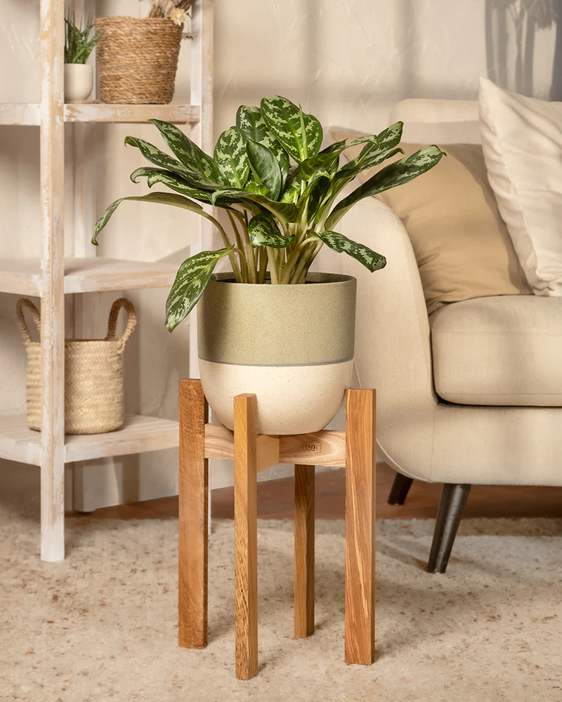 Aglaonema Amazon Silver - Image 4