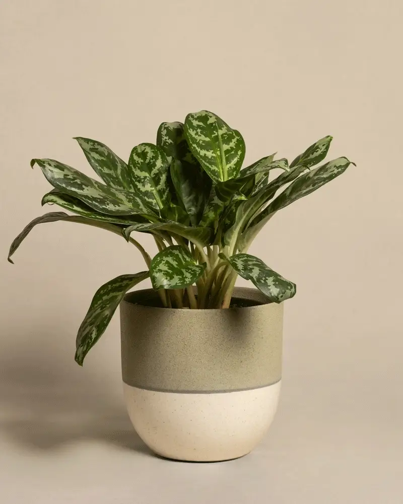 Aglaonema Amazon Silver - Image 5