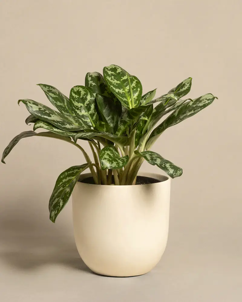 Aglaonema Amazon Silver - Image 6