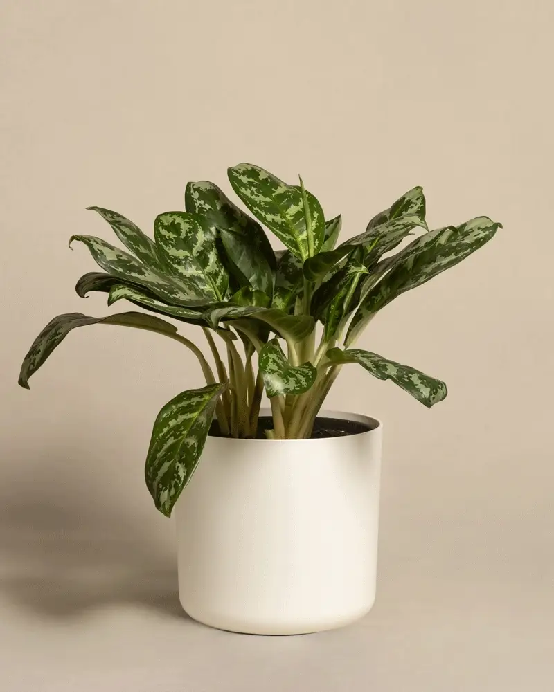 Aglaonema Amazon Silver - Image 7
