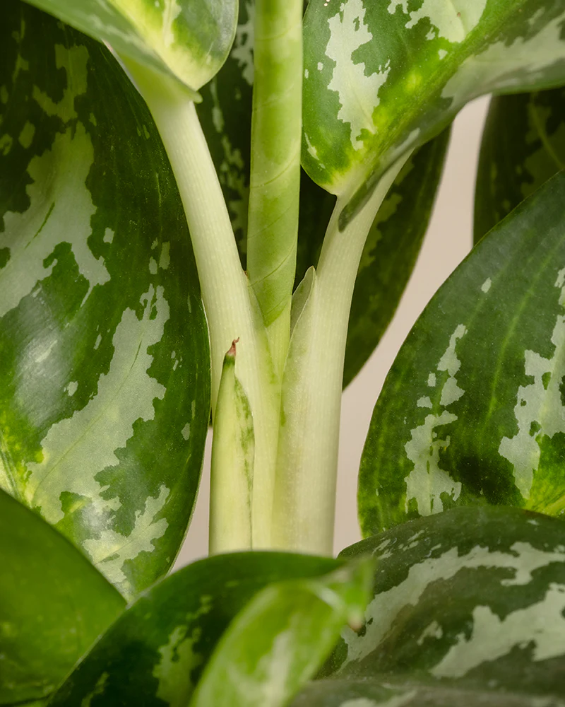 Aglaonema Amazon Silver - Image 8