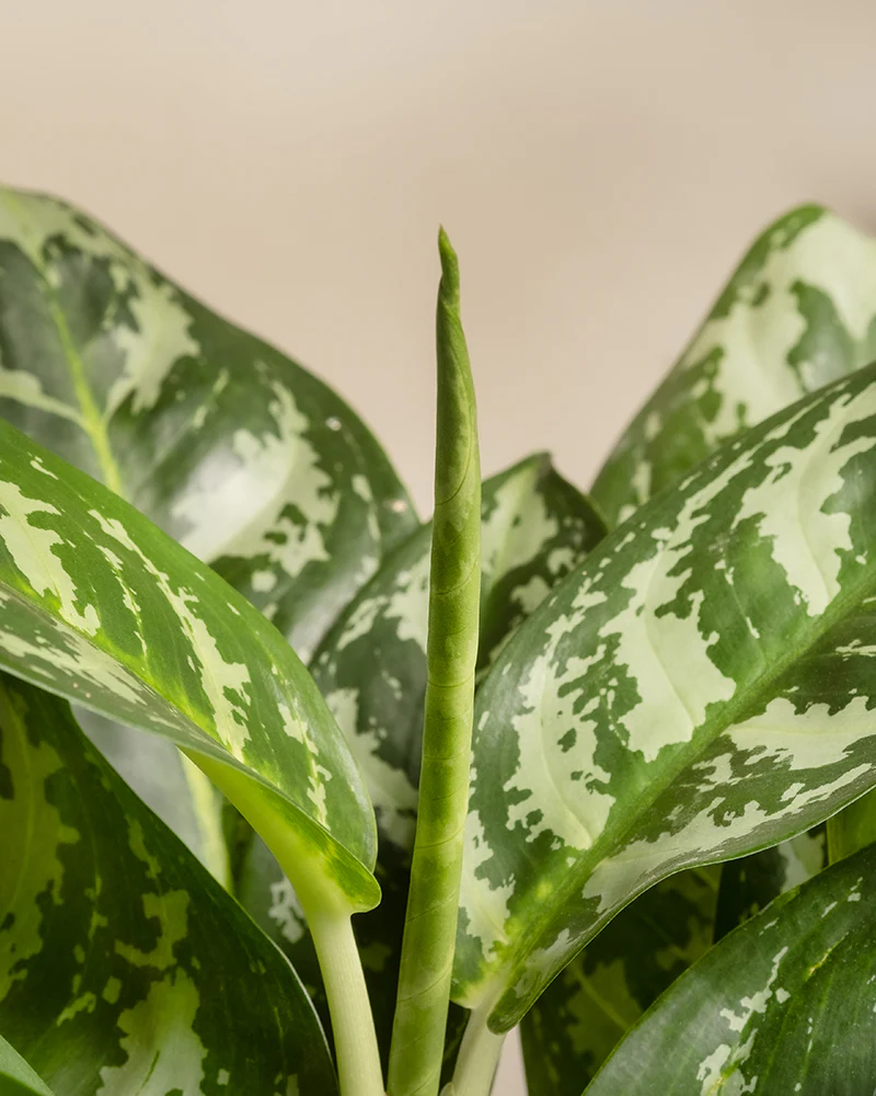 Aglaonema Amazon Silver - Image 9