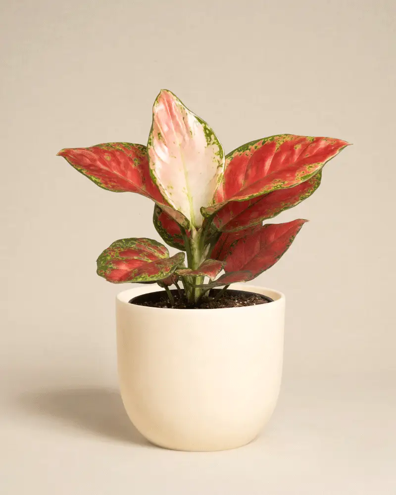 Aglaonema Cayenne Red - Image 7