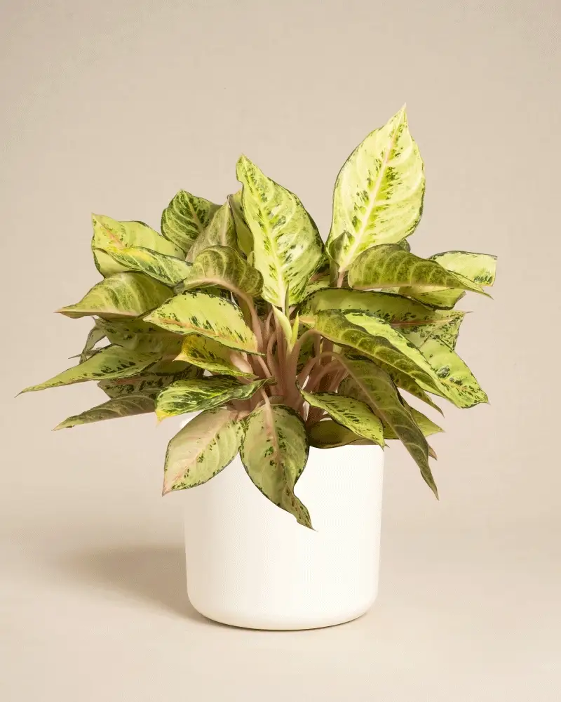 Aglaonema Chartreuse Pretty - Image 10