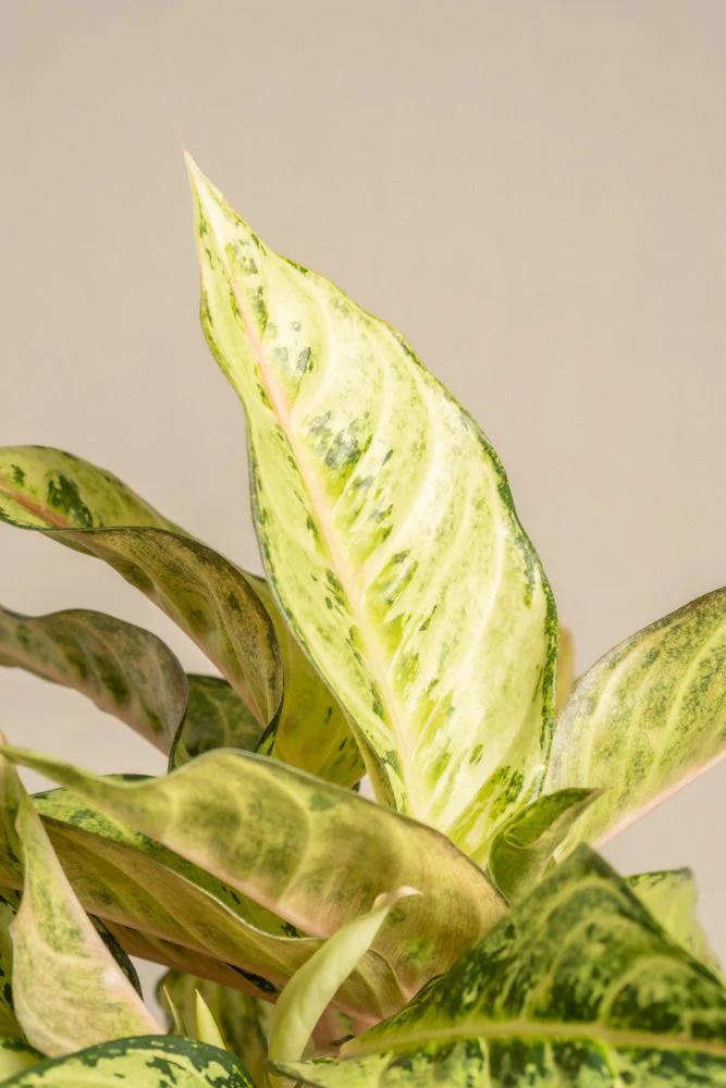 Aglaonema Chartreuse Pretty - Image 11