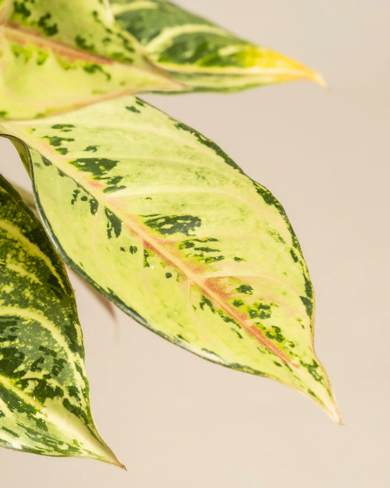 Aglaonema Chartreuse Pretty - Image 13