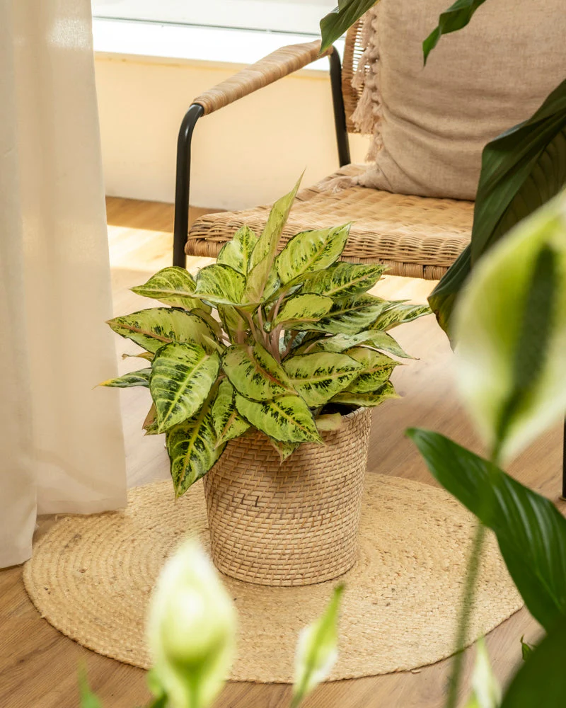 Aglaonema Chartreuse Pretty - Image 4