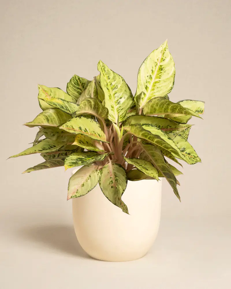 Aglaonema Chartreuse Pretty - Image 8