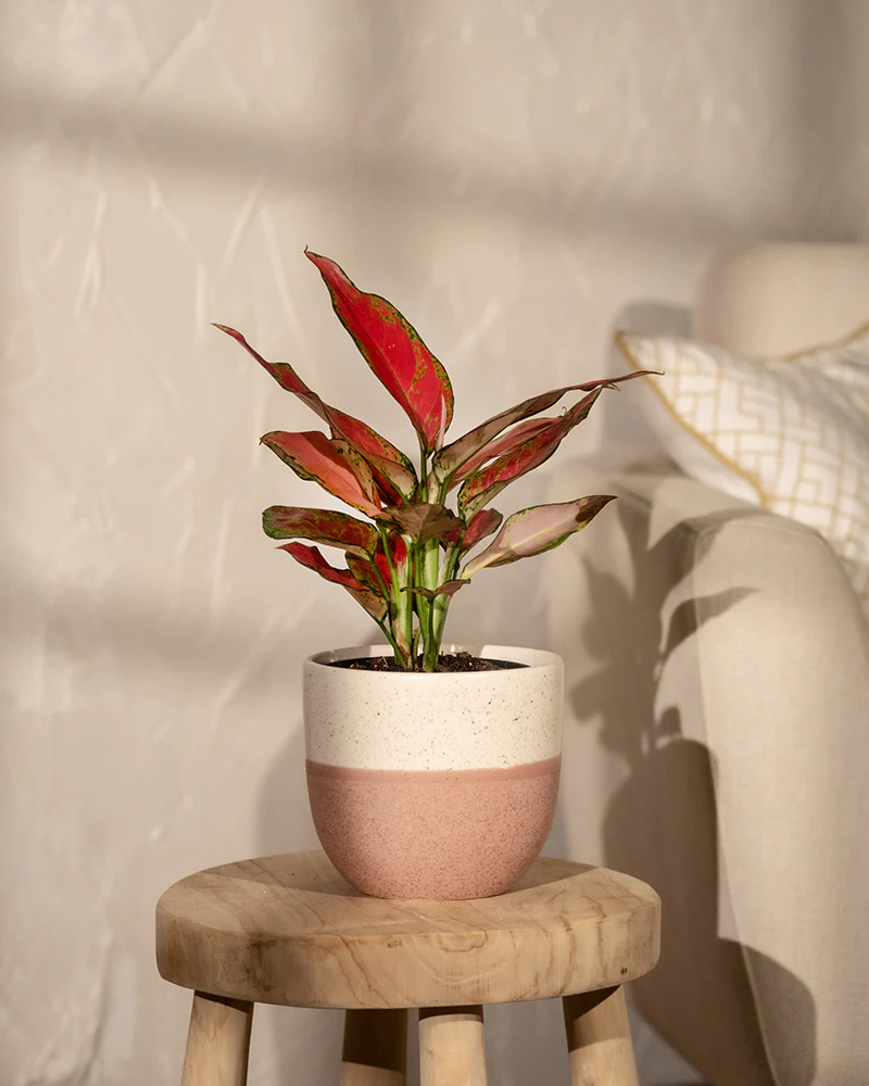 Aglaonema Cherry Baby - Image 4