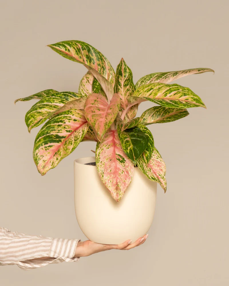 Aglaonema Cocomelon