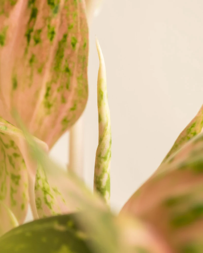 Aglaonema Cocomelon - Image 10