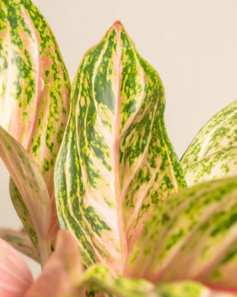 Aglaonema Cocomelon - Image 2