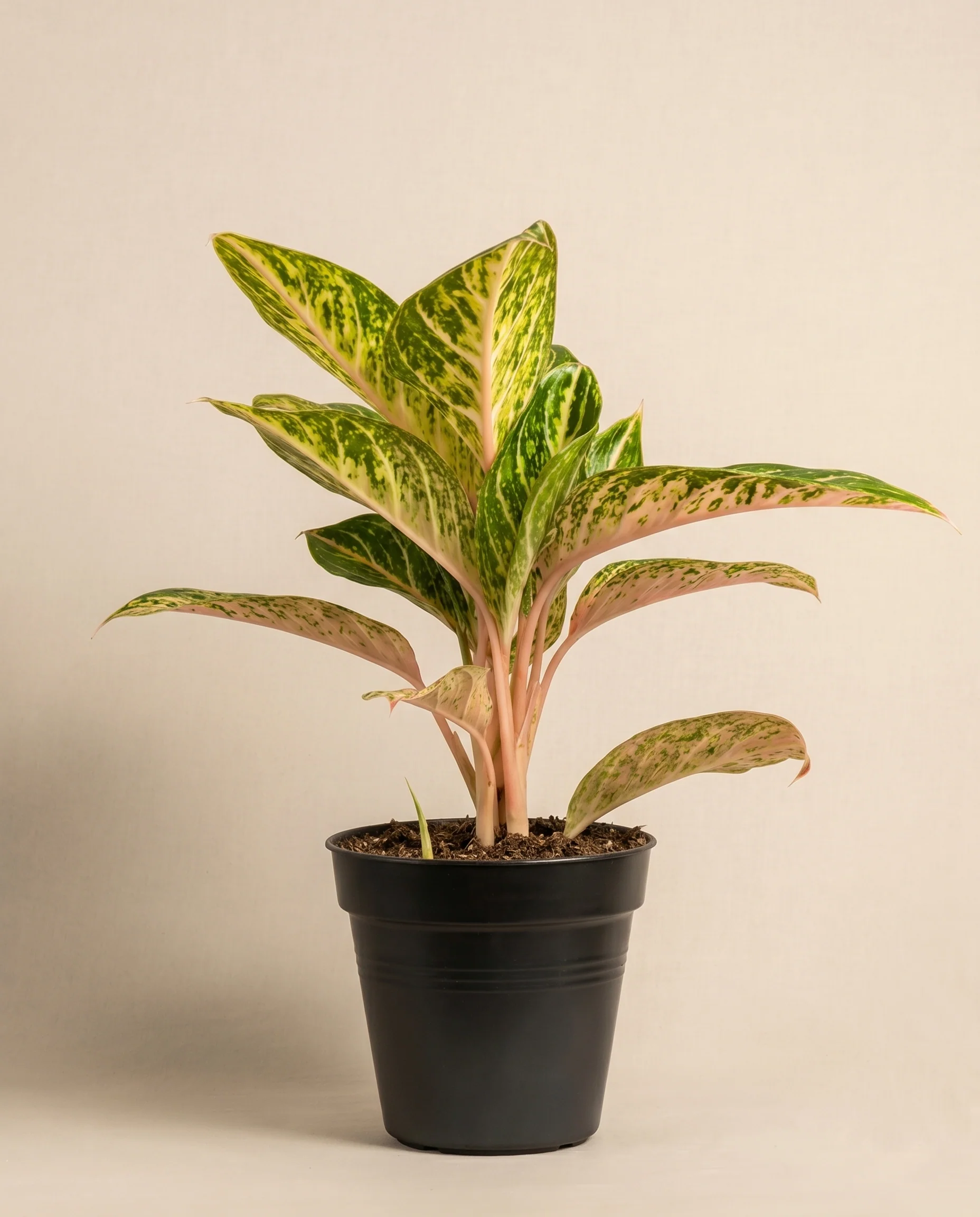 Aglaonema Cocomelon - Image 3