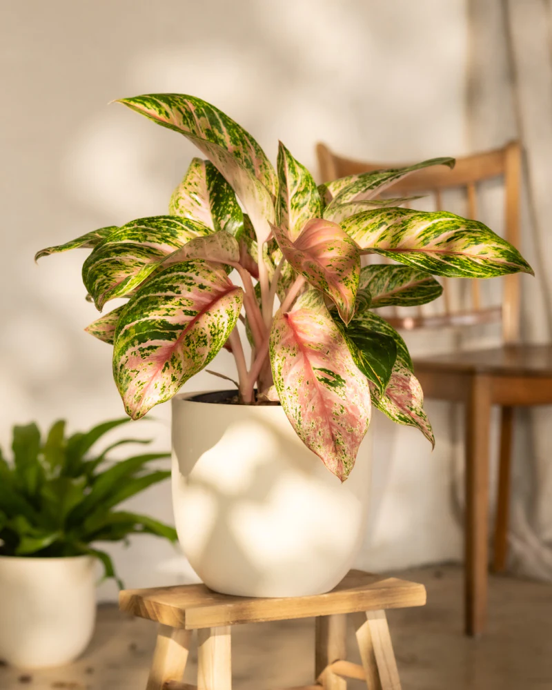 Aglaonema Cocomelon - Image 4