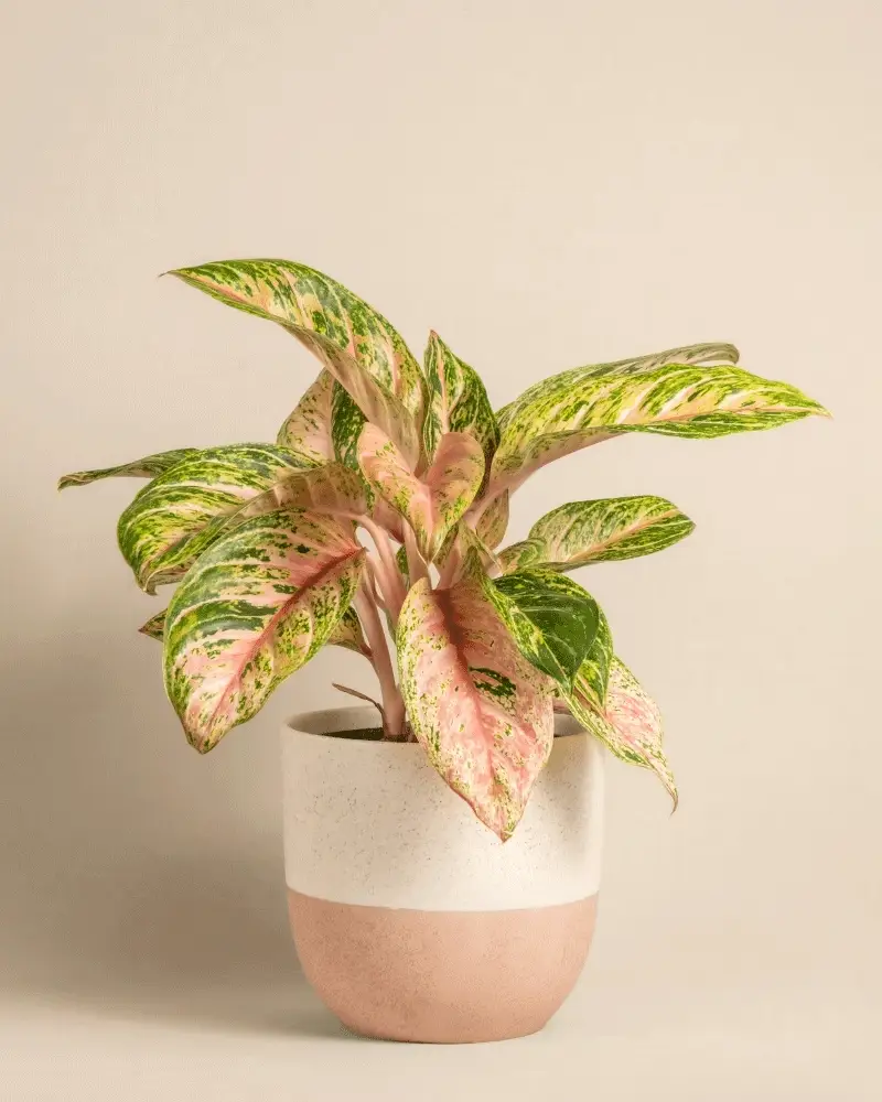Aglaonema Cocomelon - Image 5