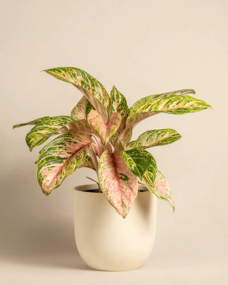 Aglaonema Cocomelon - Image 6