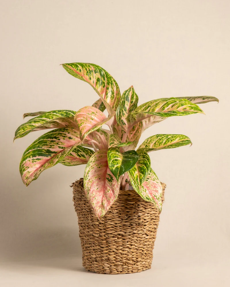 Aglaonema Cocomelon - Image 7