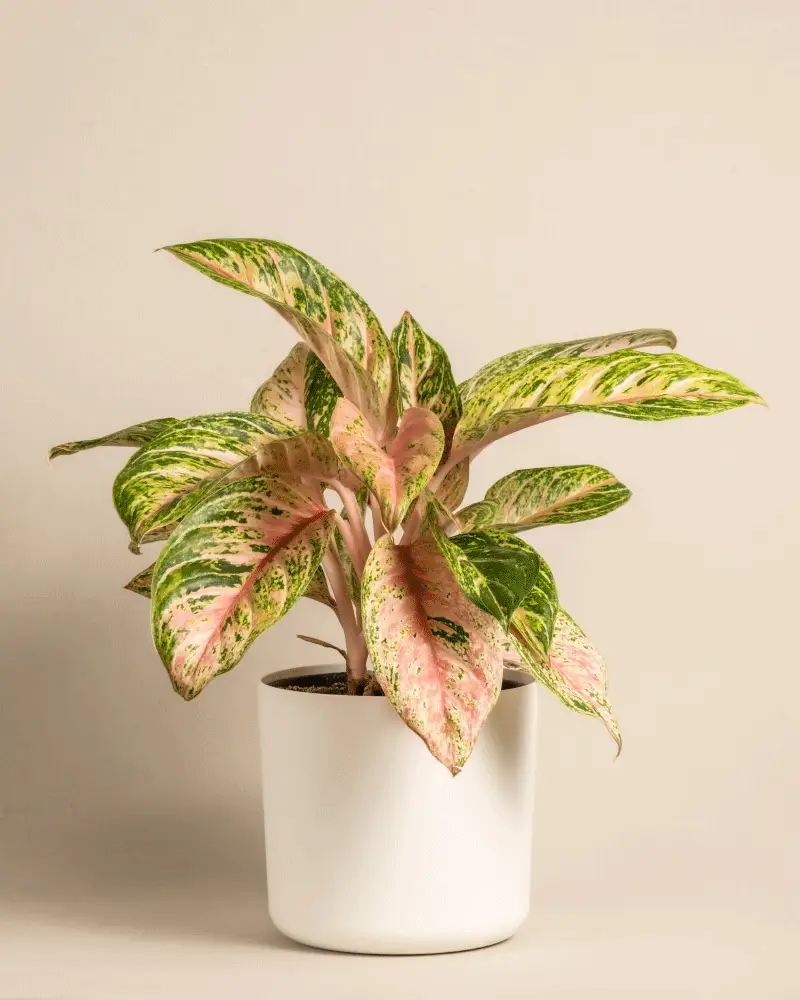 Aglaonema Cocomelon - Image 8