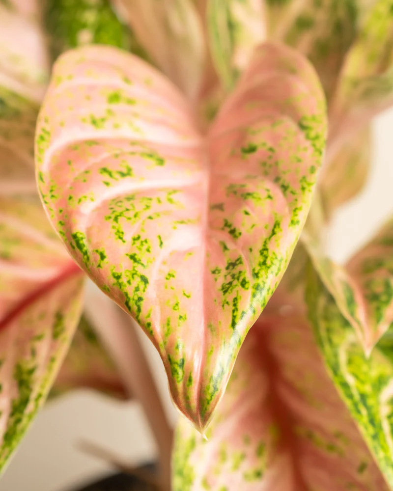Aglaonema Cocomelon - Image 9
