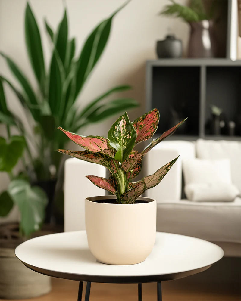 Aglaonema Crimson Love - Image 10
