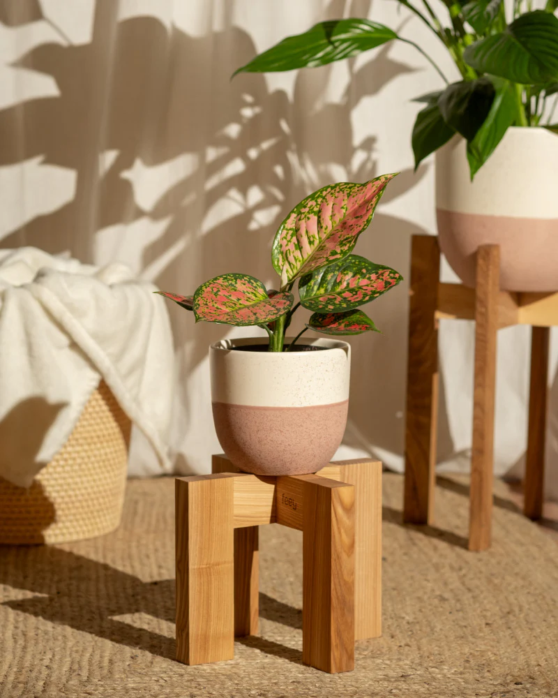 Aglaonema Crimson Love - Image 4