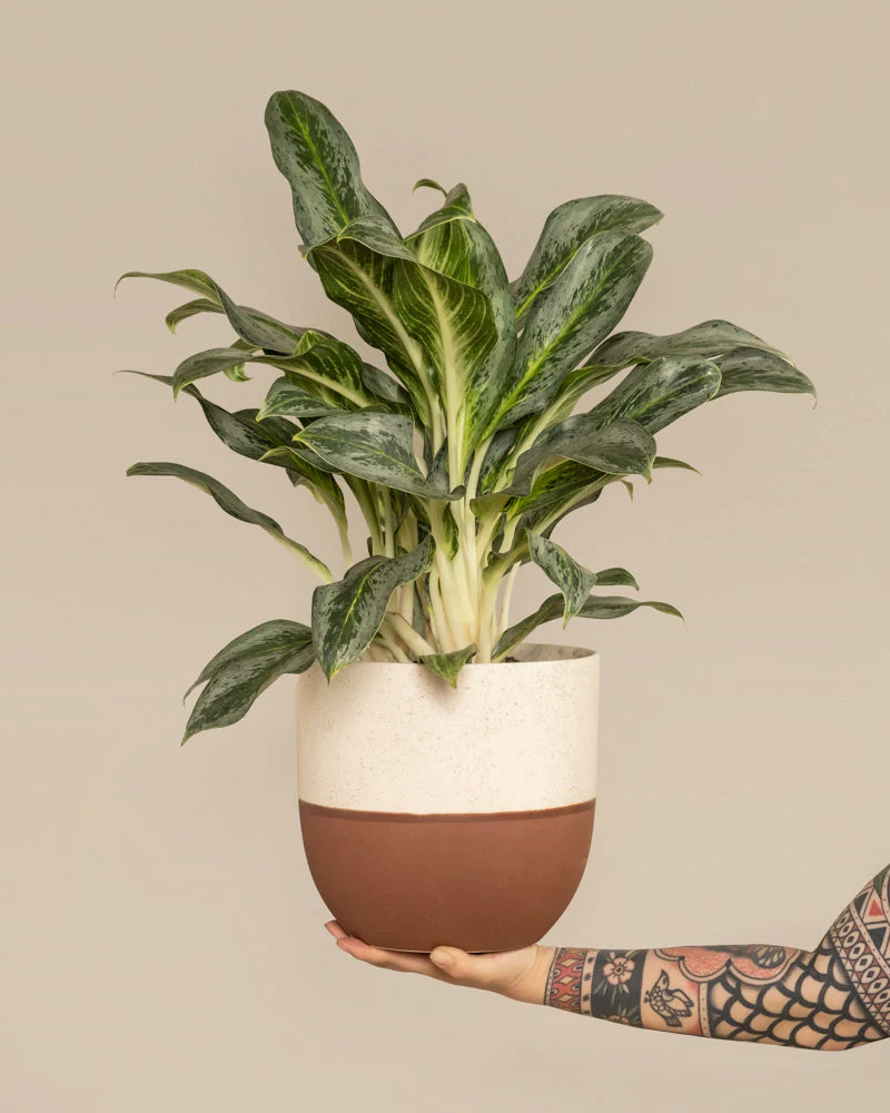 Aglaonema Emerald Stone