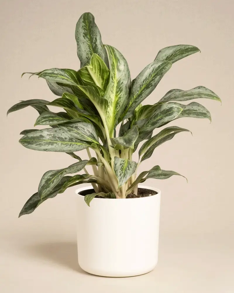 Aglaonema Emerald Stone - Image 10