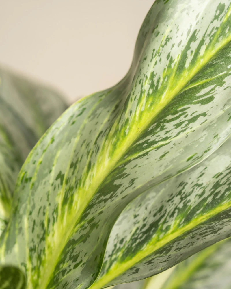 Aglaonema Emerald Stone - Image 11
