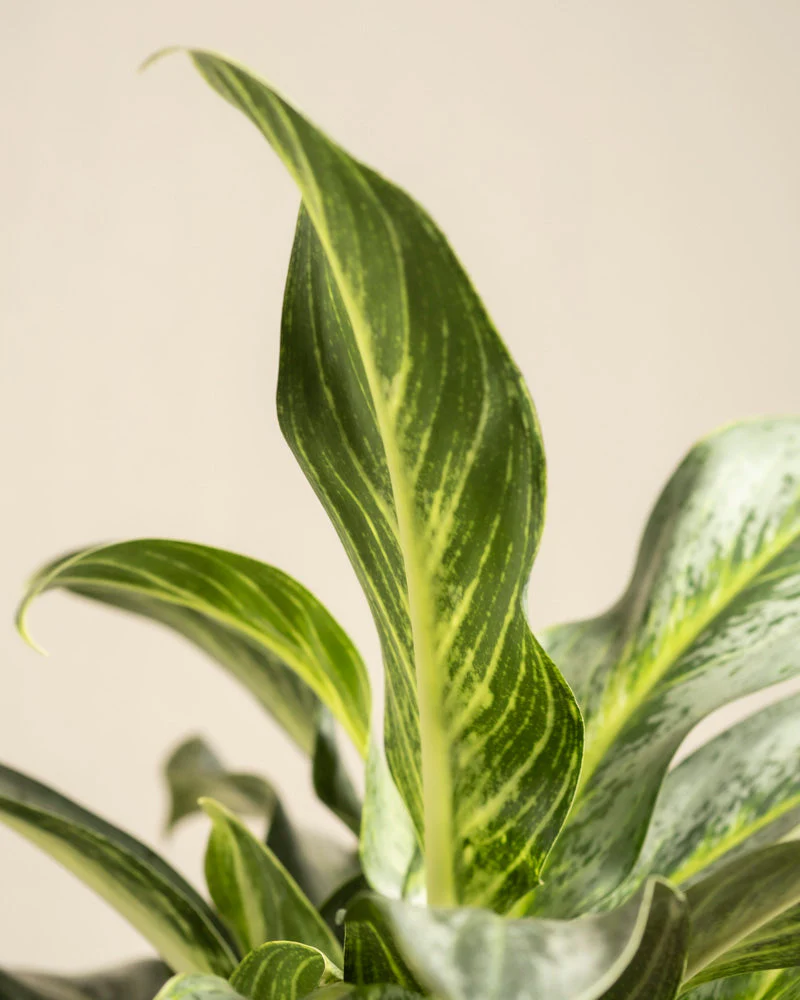 Aglaonema Emerald Stone - Image 12