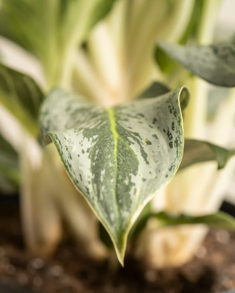 Aglaonema Emerald Stone - Image 13
