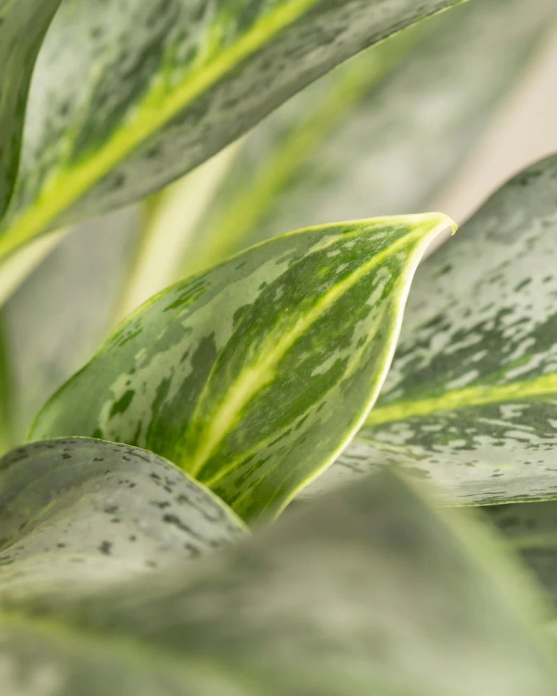 Aglaonema Emerald Stone - Image 14