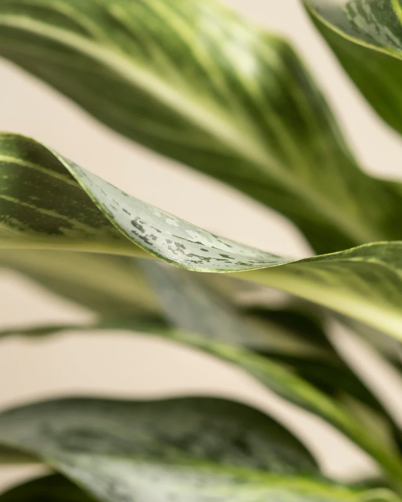 Aglaonema Emerald Stone - Image 16