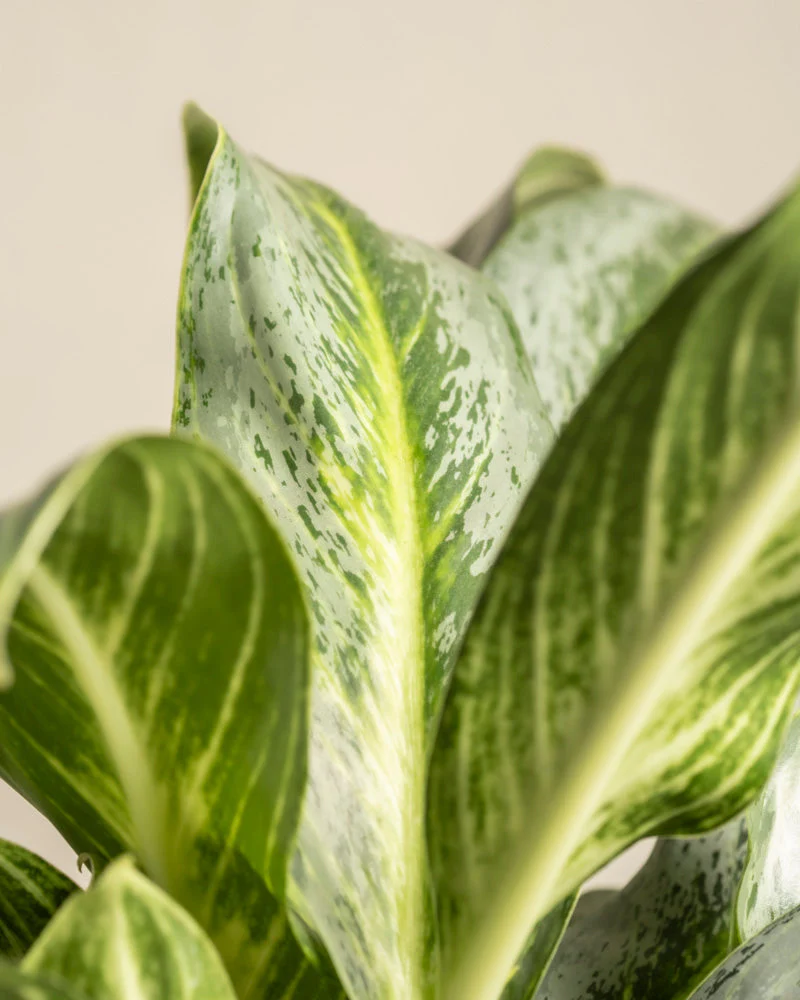 Aglaonema Emerald Stone - Image 17