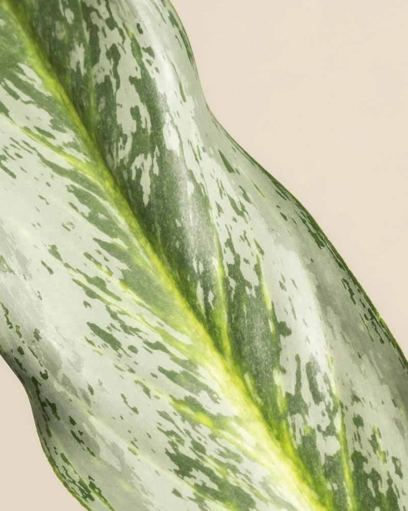 Aglaonema Emerald Stone - Image 2