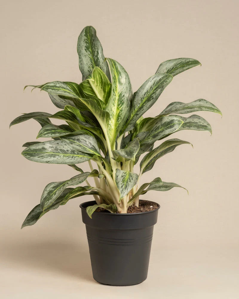 Aglaonema Emerald Stone - Image 3