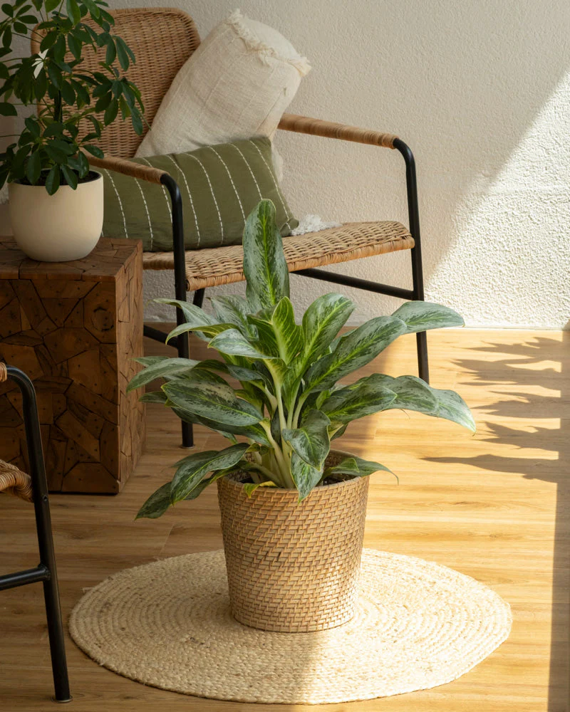 Aglaonema Emerald Stone - Image 4