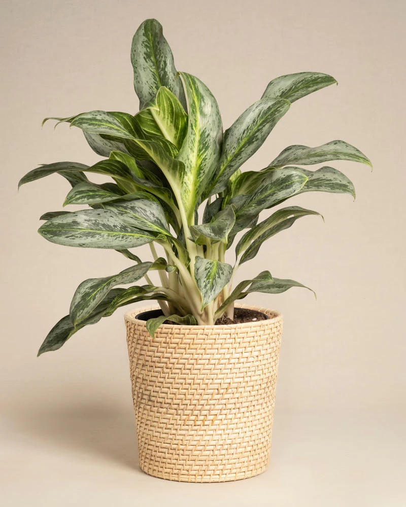 Aglaonema Emerald Stone - Image 5