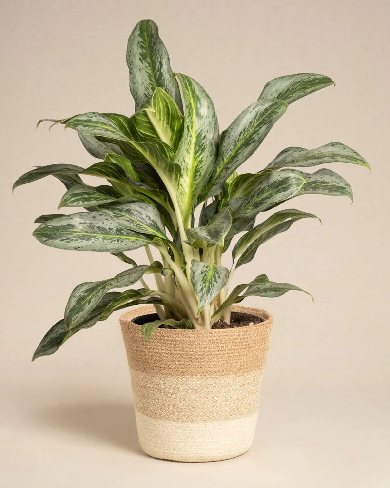 Aglaonema Emerald Stone - Image 6