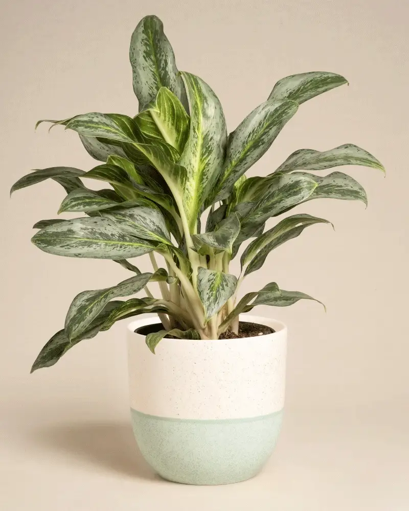 Aglaonema Emerald Stone - Image 7
