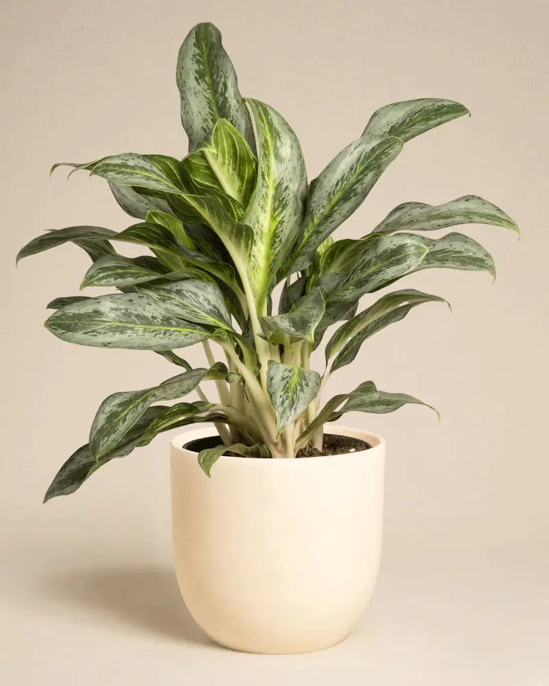 Aglaonema Emerald Stone - Image 8