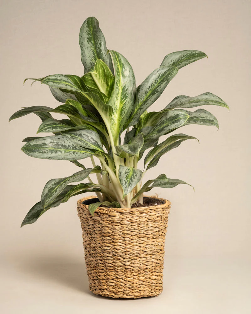 Aglaonema Emerald Stone - Image 9