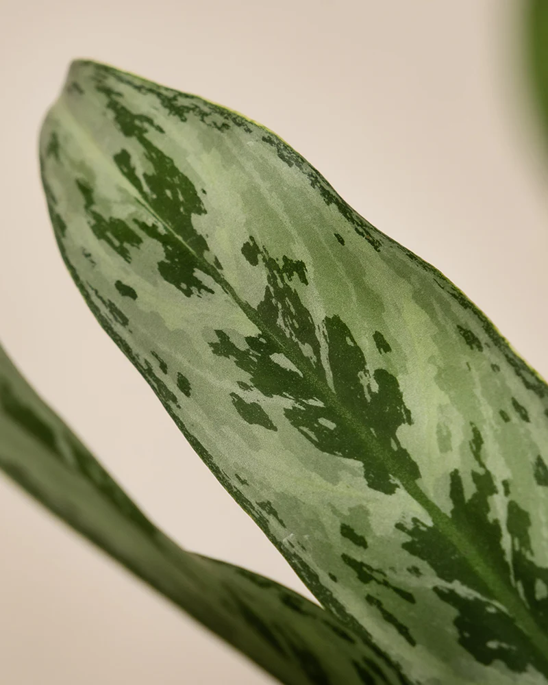 Aglaonema Greyhound - Image 10