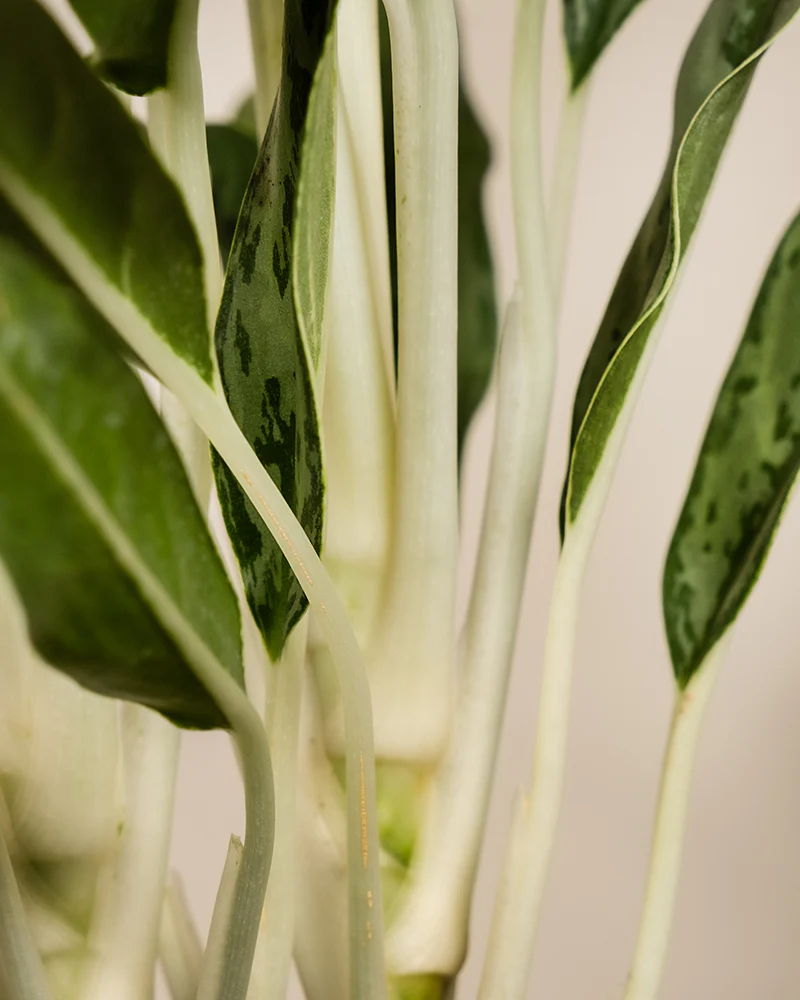 Aglaonema Greyhound - Image 11